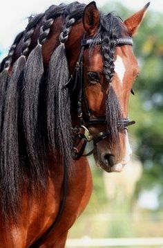 Horses With Great Hair